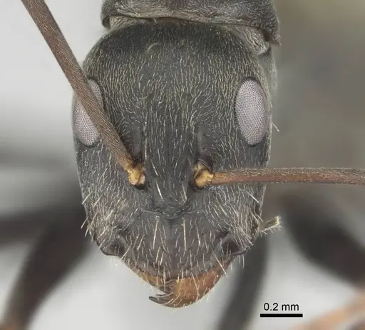 Camponotus cosmicus specimen CASENT0253917 image casent0253917_3