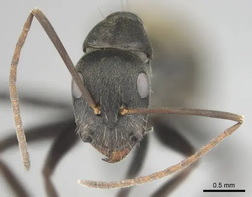 Camponotus cosmicus specimen CASENT0253917 image casent0253917_4