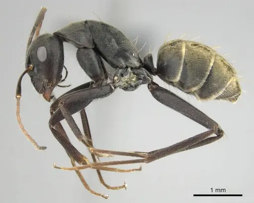 Camponotus cosmicus specimen CASENT0253917 image casent0253917_5