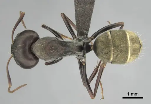 Camponotus cosmicus specimen CASENT0253919 image casent0253919_1