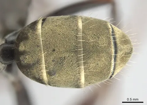 Camponotus cosmicus specimen CASENT0253919 image casent0253919_2