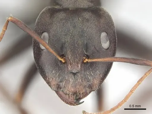 Camponotus cosmicus specimen CASENT0253919 image casent0253919_3