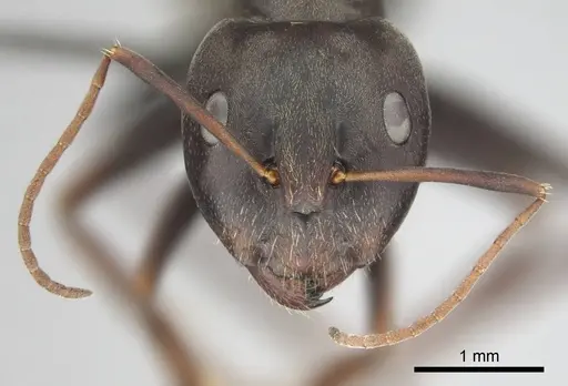 Camponotus cosmicus specimen CASENT0253919 image casent0253919_4