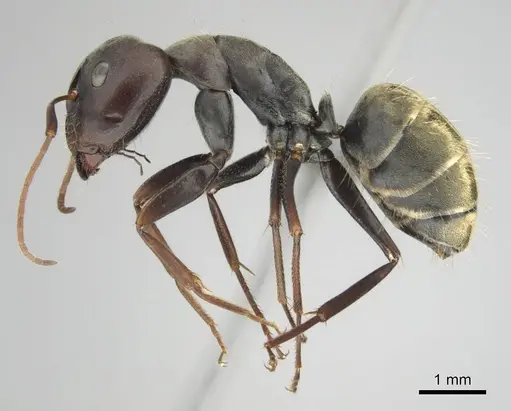Camponotus cosmicus specimen CASENT0253919 image casent0253919_5
