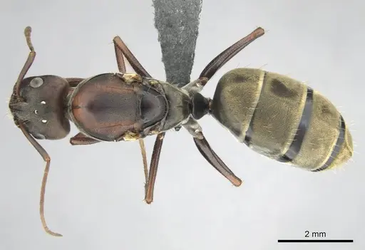 Camponotus cosmicus specimen CASENT0254032 image casent0254032_1