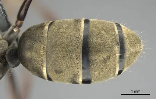 Camponotus cosmicus specimen CASENT0254032 image casent0254032_2
