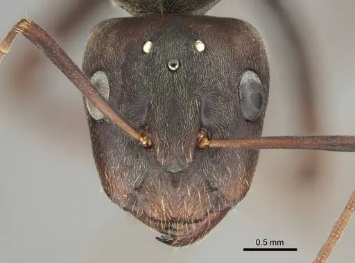 Camponotus cosmicus specimen CASENT0254032 image casent0254032_3