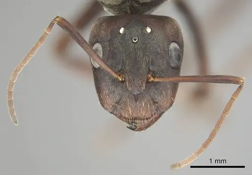 Camponotus cosmicus specimen CASENT0254032 image casent0254032_4