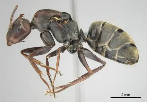 Camponotus cosmicus specimen CASENT0254032 image casent0254032_5