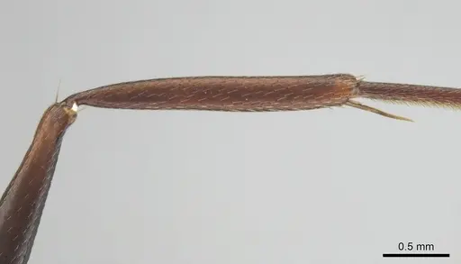Camponotus cosmicus specimen CASENT0254032 image casent0254032_6