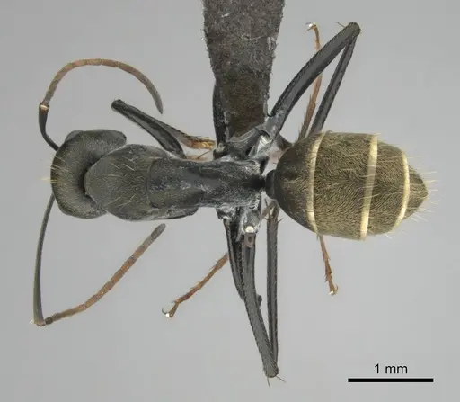 Camponotus cosmicus specimen CASENT0254183 image casent0254183_1