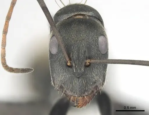Camponotus cosmicus specimen CASENT0254183 image casent0254183_3