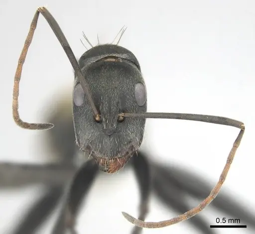 Camponotus cosmicus specimen CASENT0254183 image casent0254183_4