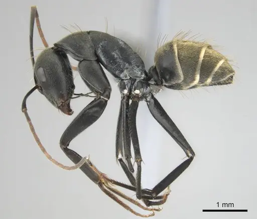 Camponotus cosmicus specimen CASENT0254183 image casent0254183_5