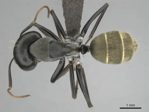 Camponotus cosmicus specimen CASENT0255996 image casent0255996_1