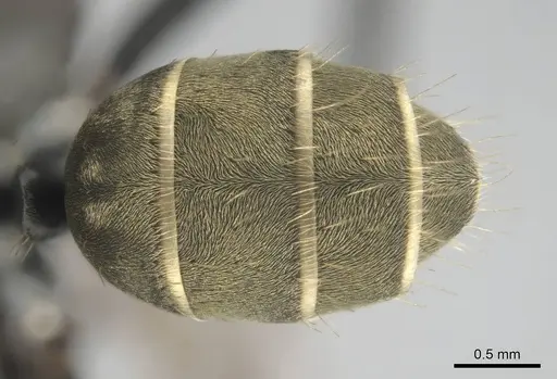 Camponotus cosmicus specimen CASENT0255996 image casent0255996_2
