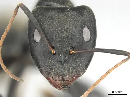 Camponotus cosmicus specimen CASENT0255996 image casent0255996_3