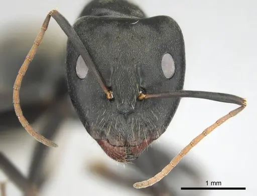 Camponotus cosmicus specimen CASENT0255996 image casent0255996_4