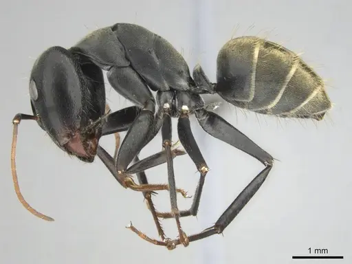 Camponotus cosmicus specimen CASENT0255996 image casent0255996_5