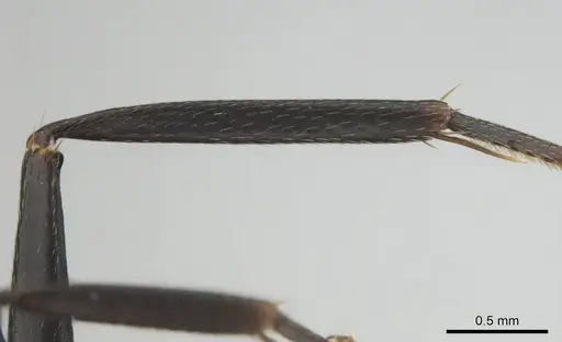 Camponotus cosmicus specimen CASENT0255996 image casent0255996_6