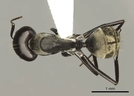 Camponotus cosmicus specimen CASENT0280311 image casent0280311_1