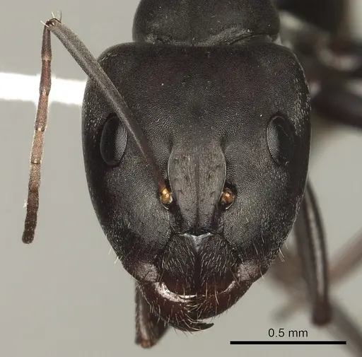 Camponotus cosmicus specimen CASENT0280311 image casent0280311_2