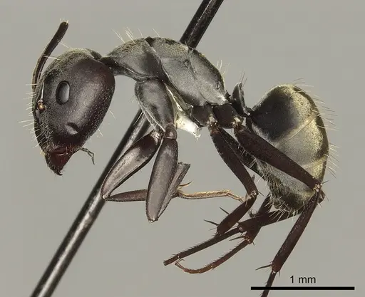 Camponotus cosmicus specimen CASENT0280311 image casent0280311_3