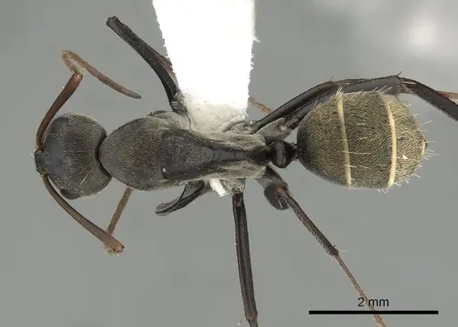Camponotus cosmicus specimen CASENT0280312 image casent0280312_1
