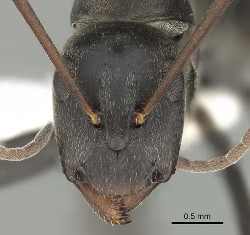 Camponotus cosmicus specimen CASENT0280312 image casent0280312_2