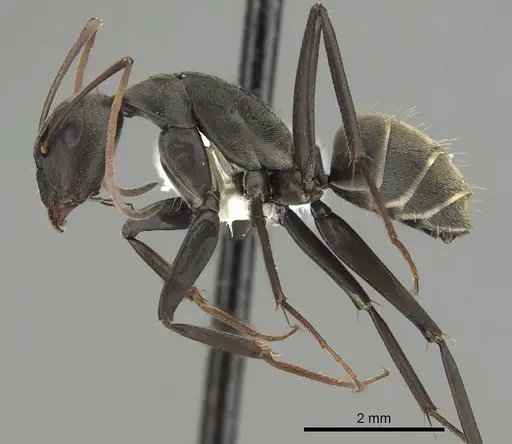 Camponotus cosmicus specimen CASENT0280312 image casent0280312_3