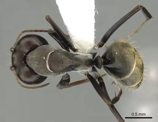 Camponotus cosmicus specimen CASENT0280313 image casent0280313_1