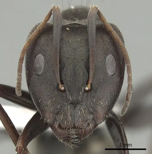 Camponotus cosmicus specimen CASENT0280313 image casent0280313_2