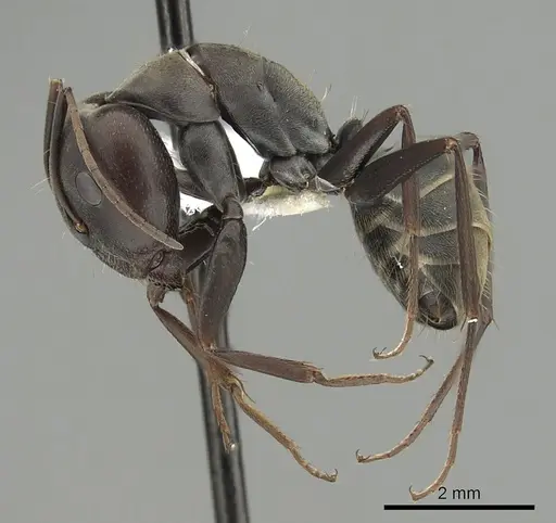 Camponotus cosmicus specimen CASENT0280313 image casent0280313_3