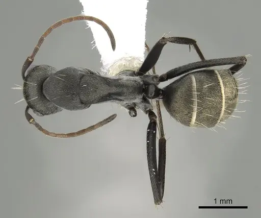 Camponotus cosmicus specimen CASENT0280314 image casent0280314_1