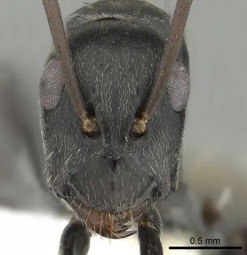 Camponotus cosmicus specimen CASENT0280314 image casent0280314_2