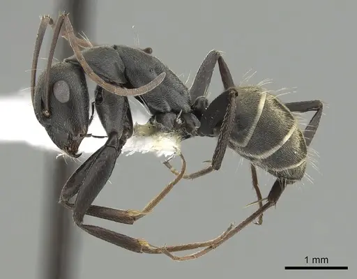 Camponotus cosmicus specimen CASENT0280314 image casent0280314_3