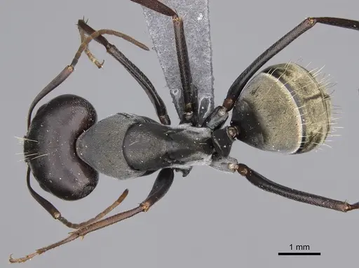 Camponotus cosmicus specimen CASENT0778493 image casent0778493_1