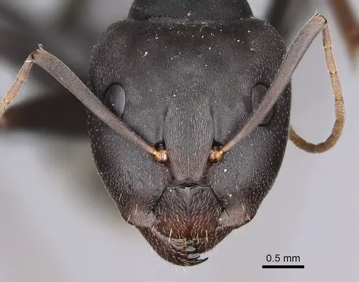 Camponotus cosmicus specimen CASENT0778493 image casent0778493_2