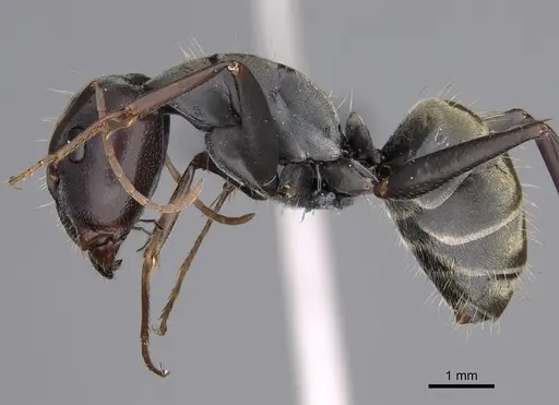Camponotus cosmicus specimen CASENT0778493 image casent0778493_3