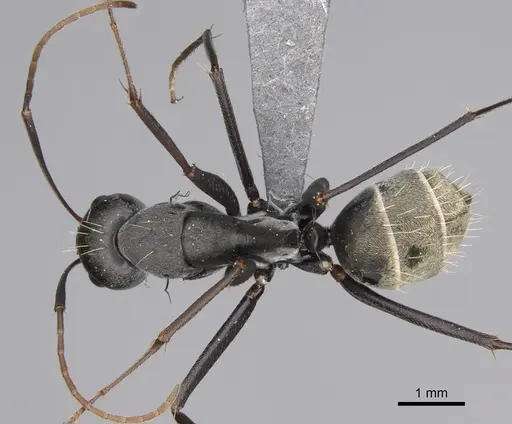 Camponotus cosmicus specimen CASENT0778494 image casent0778494_1