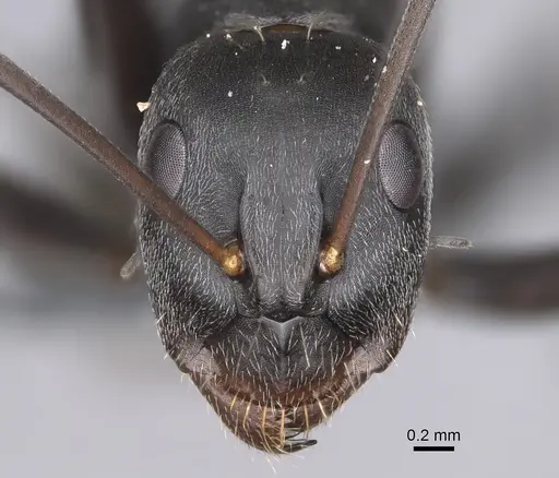 Camponotus cosmicus specimen CASENT0778494 image casent0778494_2
