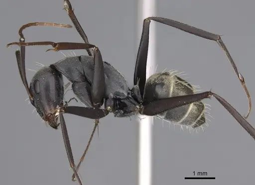 Camponotus cosmicus specimen CASENT0778494 image casent0778494_3