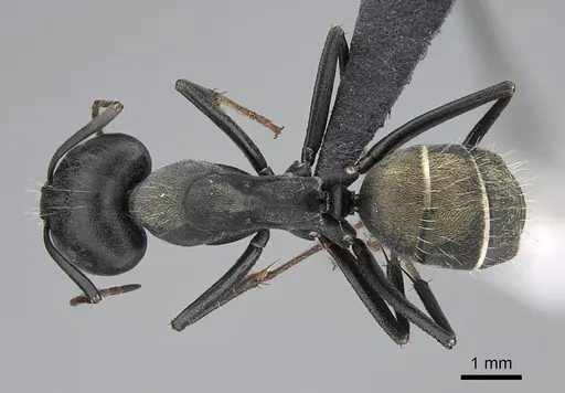 Camponotus cosmicus specimen CASENT0822204 image casent0822204_1