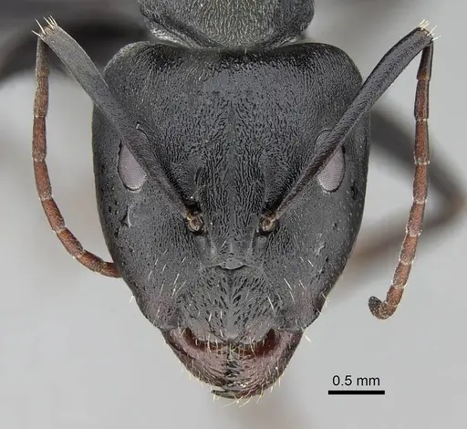 Camponotus cosmicus specimen CASENT0822204 image casent0822204_2