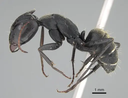Camponotus cosmicus specimen CASENT0822204 image casent0822204_3