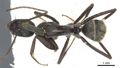 Camponotus cosmicus specimen CASENT0903509 image casent0903509_1