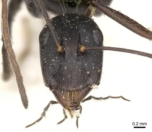 Camponotus cosmicus specimen CASENT0903509 image casent0903509_2