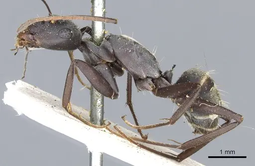 Camponotus cosmicus specimen CASENT0903509 image casent0903509_3