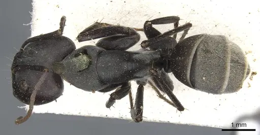 Camponotus cosmicus specimen CASENT0903510 image casent0903510_1