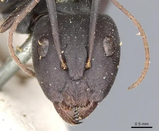 Camponotus cosmicus specimen CASENT0903510 image casent0903510_2